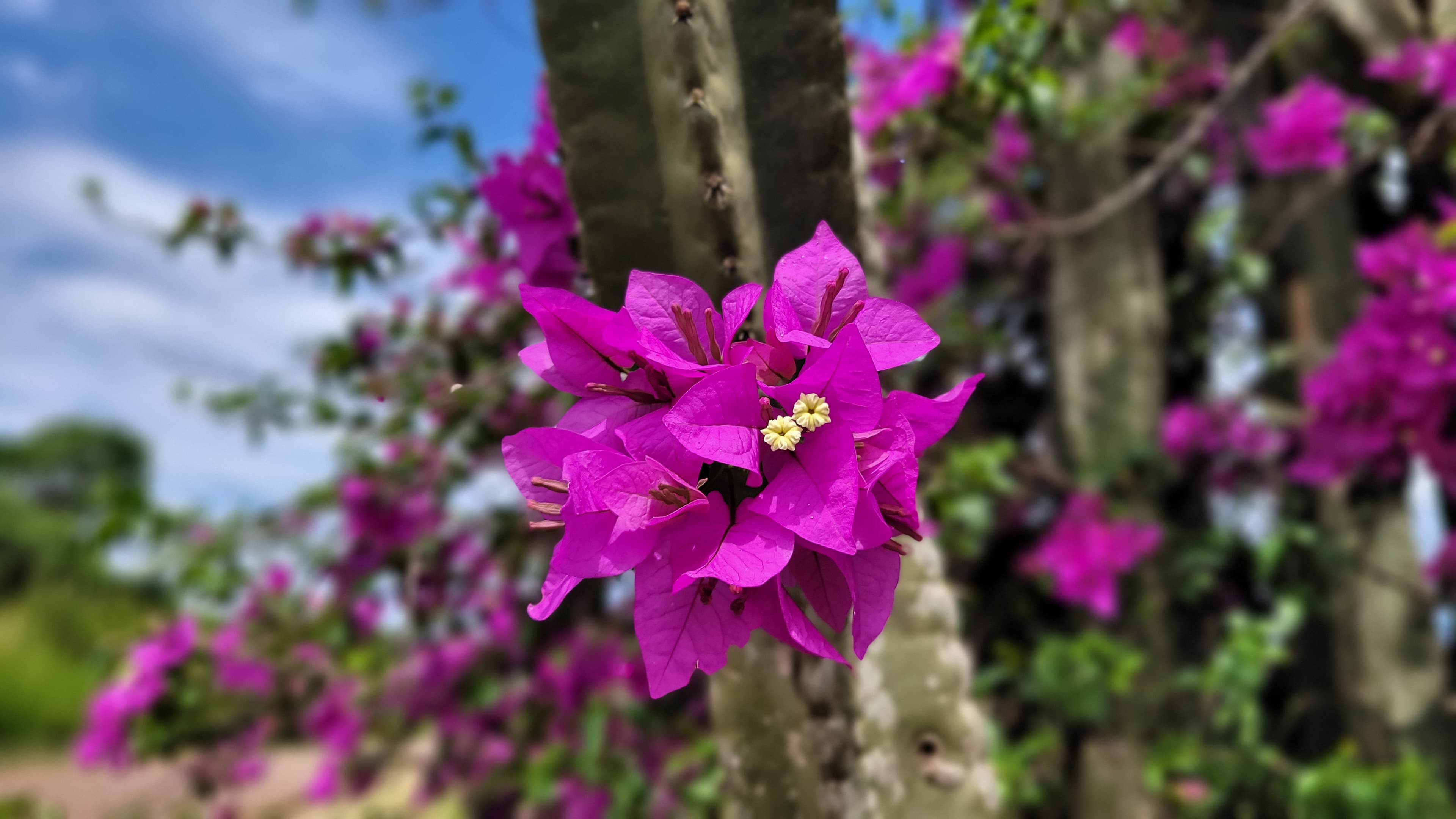 Bougainvillea