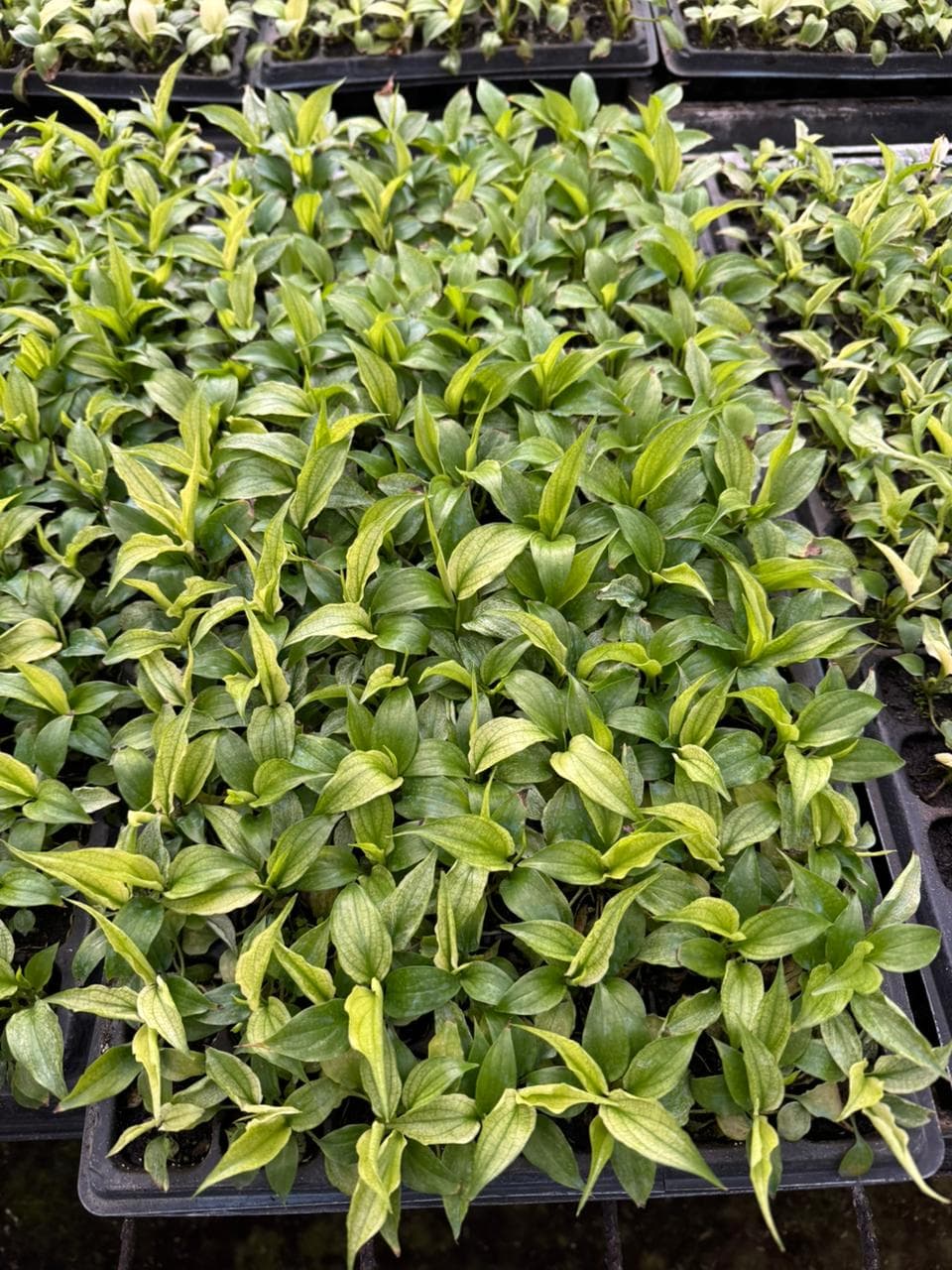 Calita Variegada