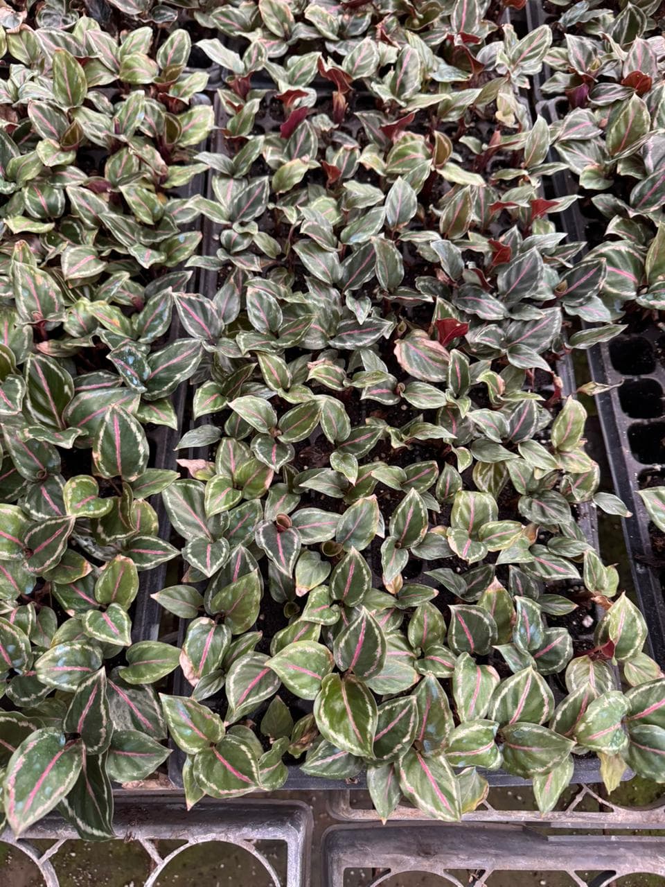 Calathea roseopicta
