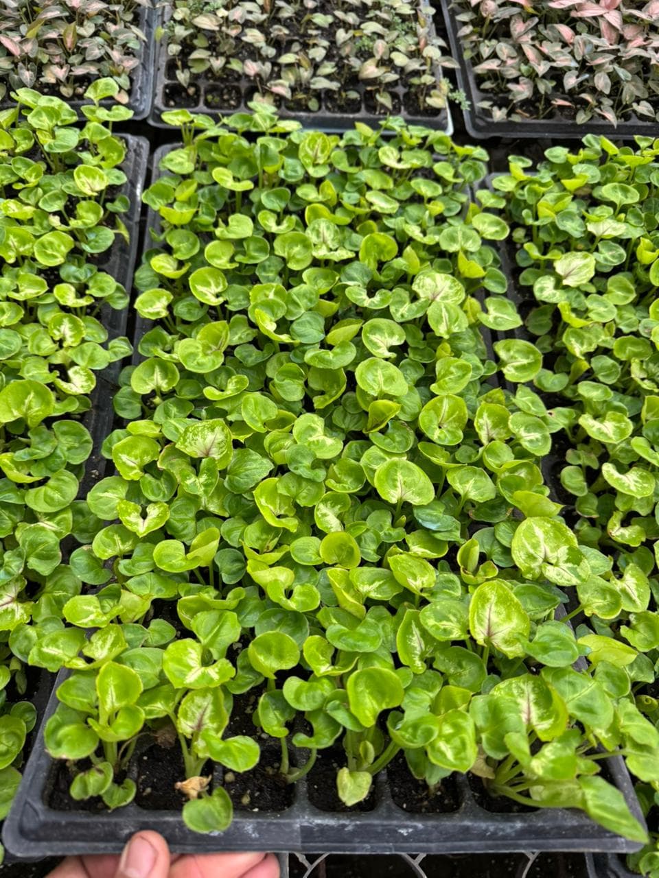 Syngonium verde
