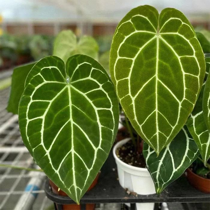 Anturio Cristalino