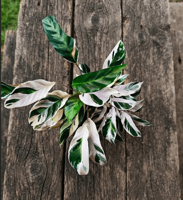 white fusion calathea
