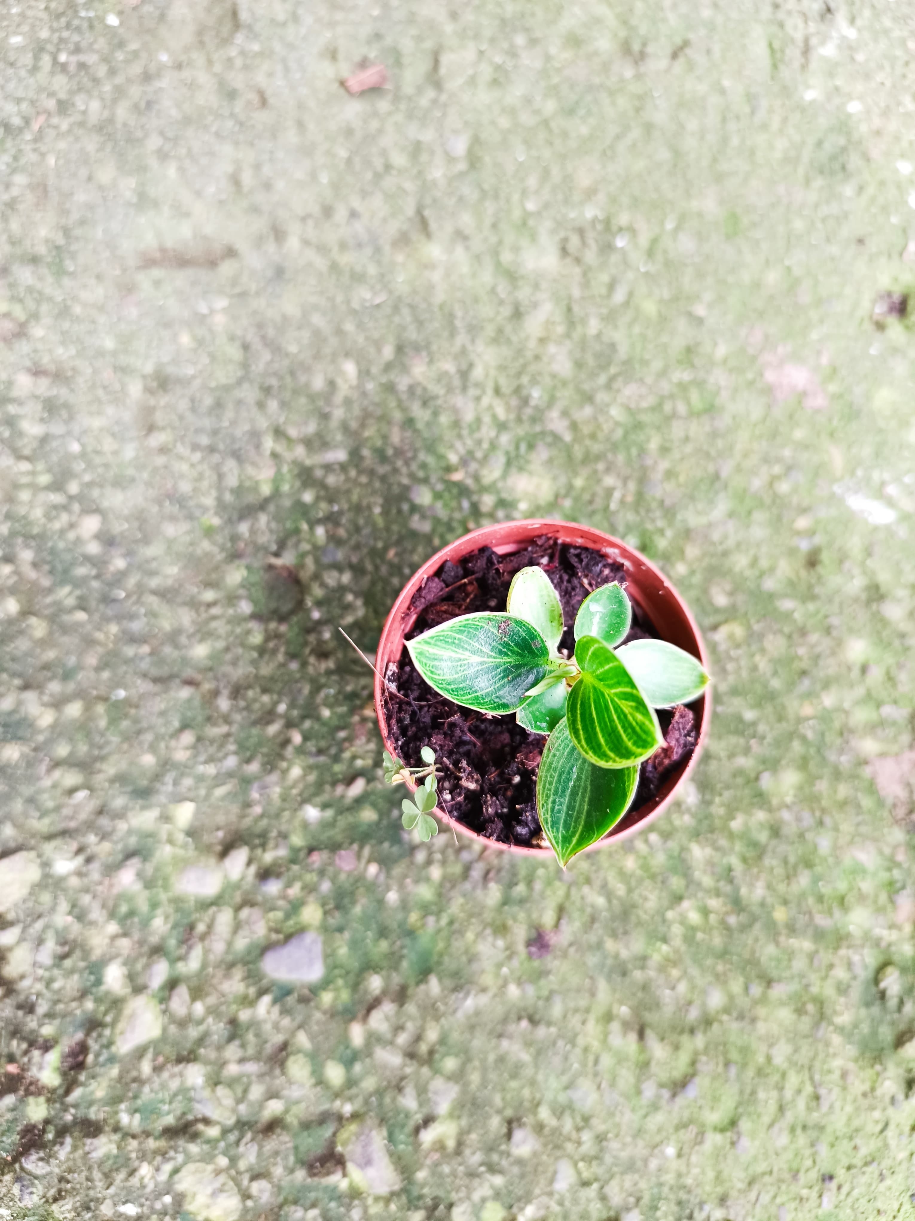 Philodendron 'Birkin Galaxy'