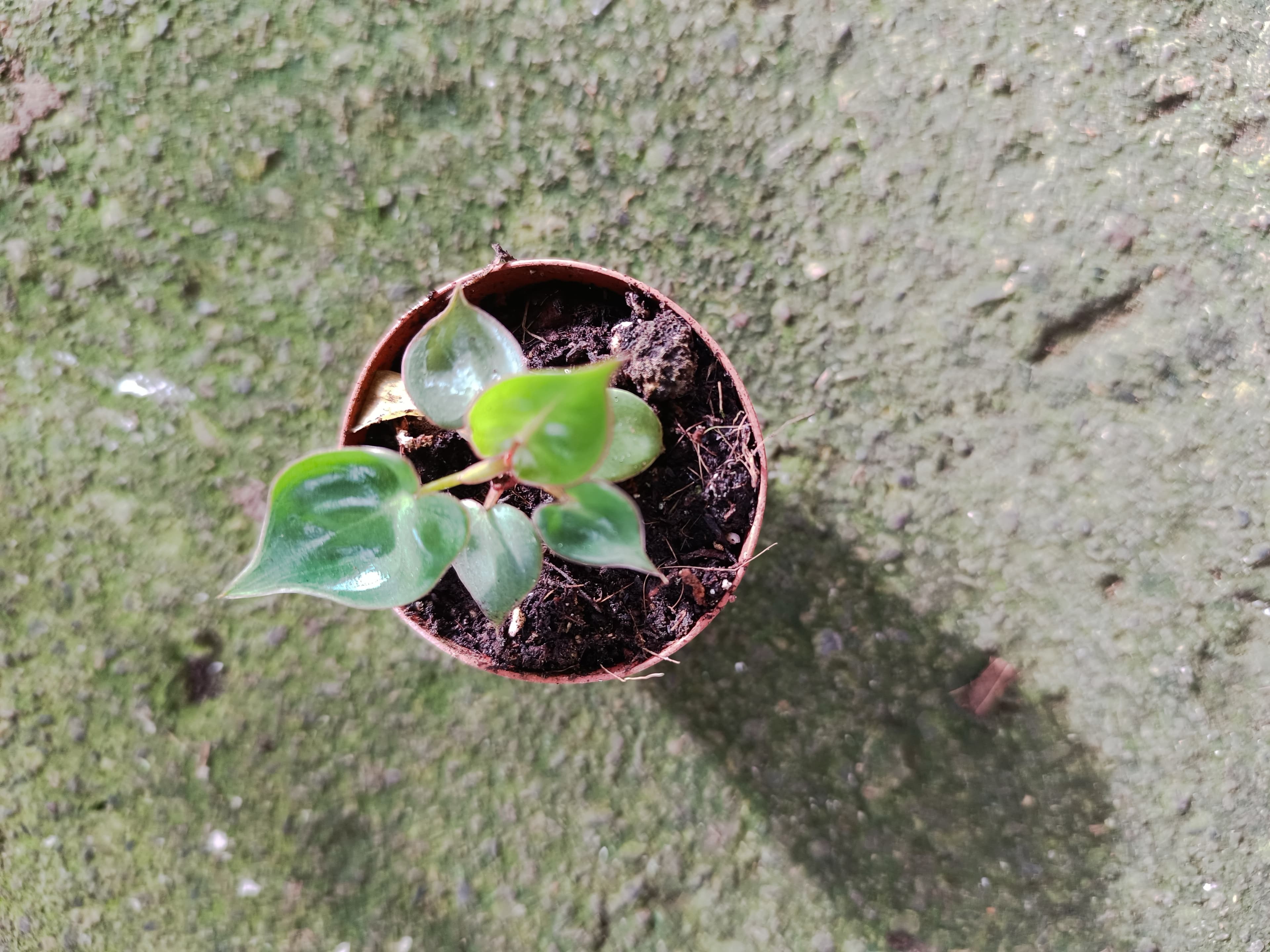 Philodendron billietiae